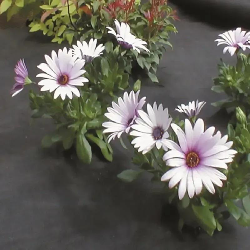 Weed Control Landscape Fabric 2m x 25m